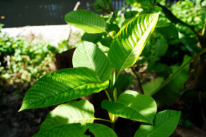 Kratom Wholesaler