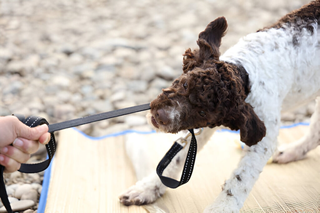 No-Pull Dog Harness for Your Furry Friend