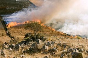 What is Corporate Negligence, and How is it Linked to the Recent Wildfires?