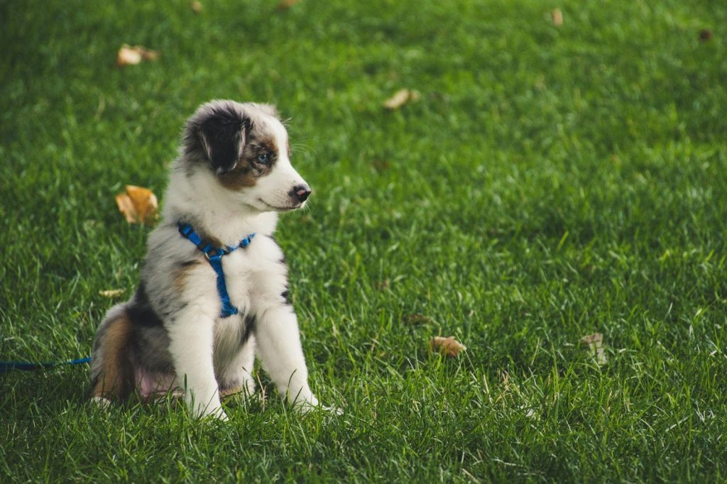 First-Time Dog Owner's Blueprint