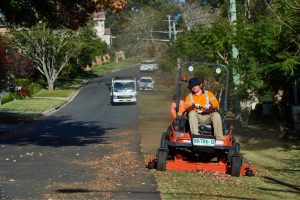 Essential Things to Know Before You Remove a Tree on Your Property