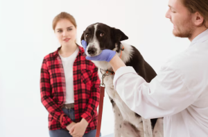 What to Do Immediately After Being Bitten by a Dog to Protect Your Health and Rights